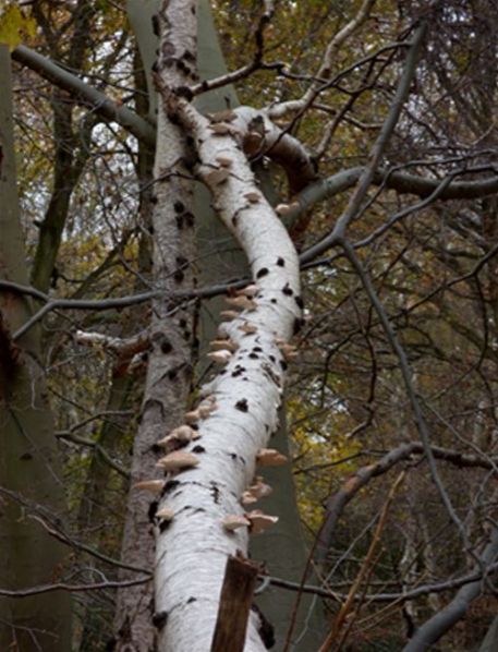 Abundant along a fallen silver birch stem in Epping Forest, Essex